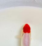 金鱼app在线直播