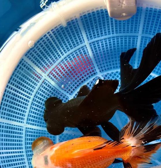 金鱼app在线直播