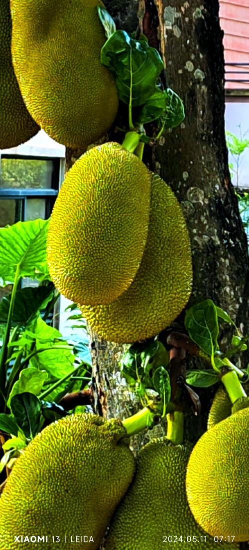 菠萝蜜视频免费安卓版