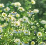 野花视频在线观看视频