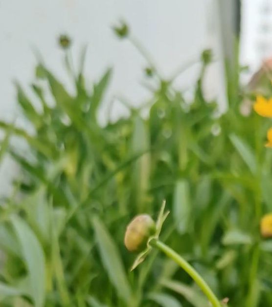 野花视频在线观看视频