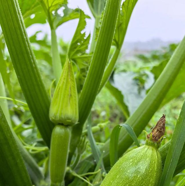 丝瓜黄瓜草莓茄子樱桃
