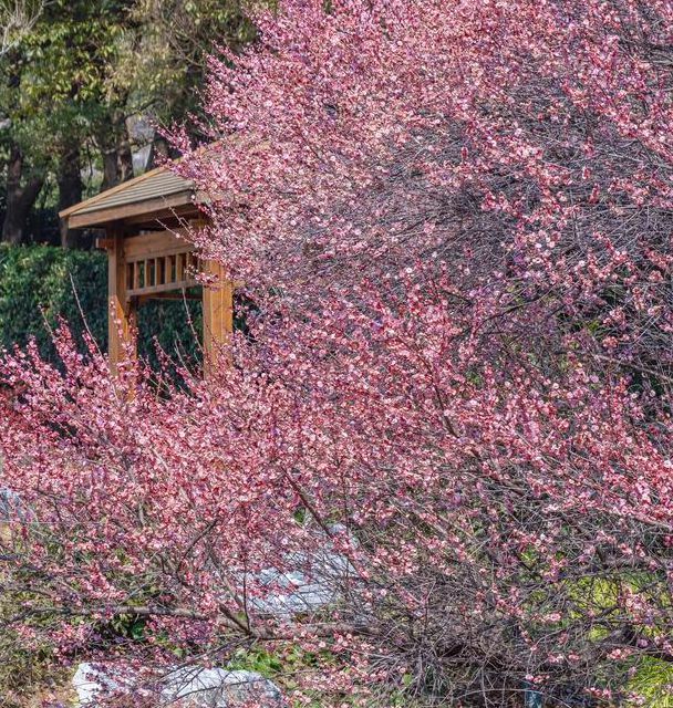 梅花视频下载汅api免费下载