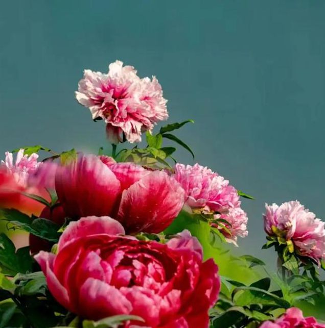 国色天香视频2.0完整版