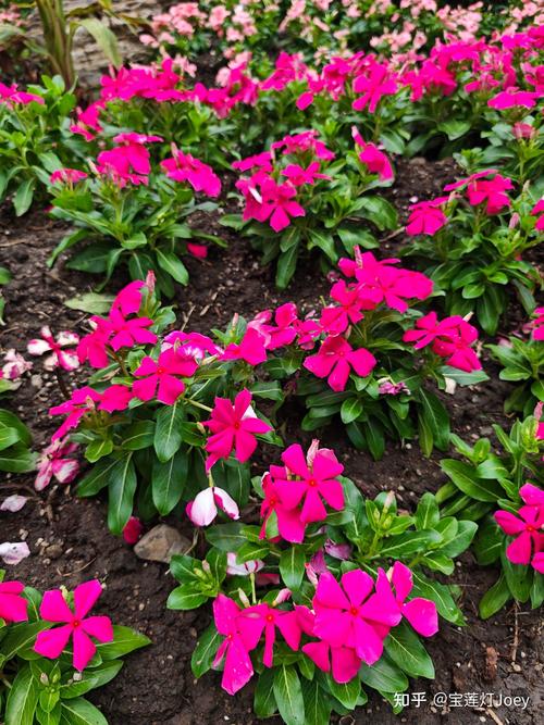 仙踪林芭蕉网站