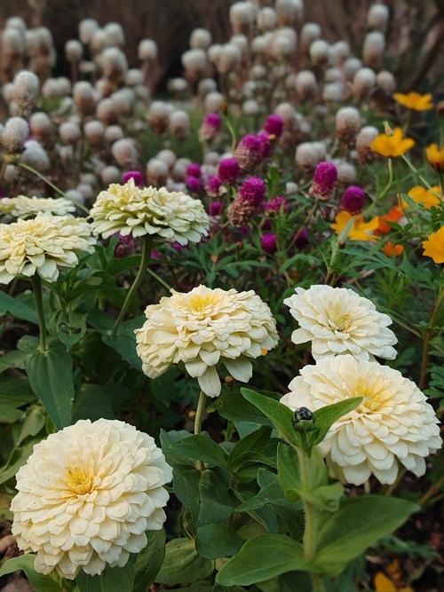 仙踪林芭蕉网站