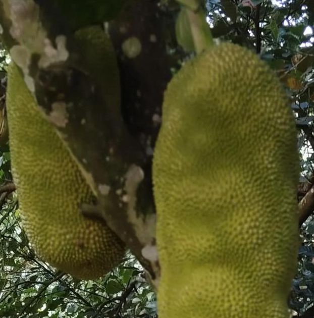 bml3xy2菠萝蜜国际加速通道91