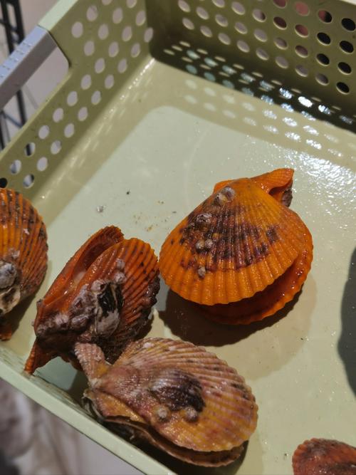 我想吃你扇贝里的水