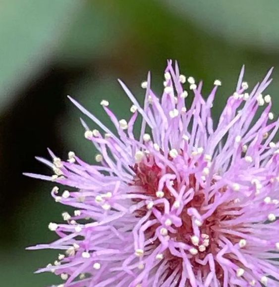 含羞草实验研究所