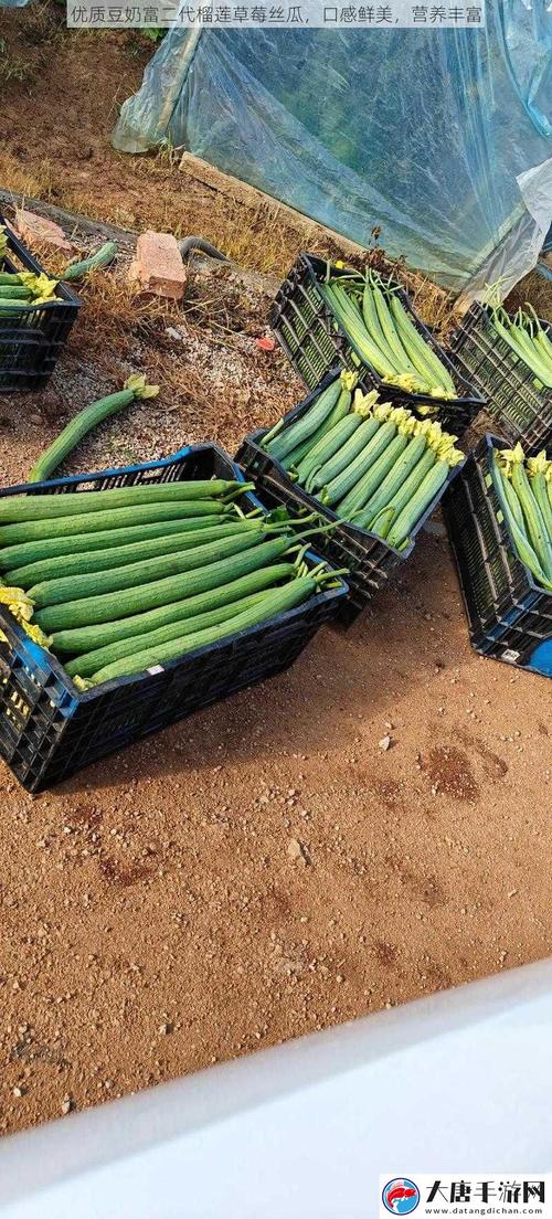 豆奶富二代榴莲草莓丝瓜