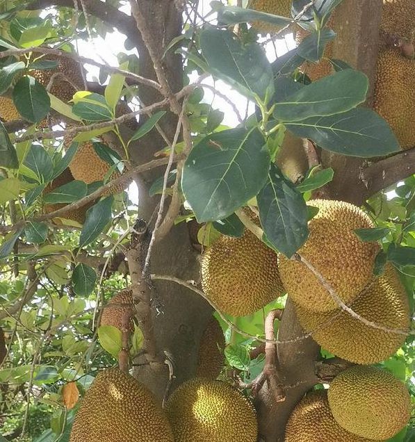 菠萝菠萝蜜免费高清视频