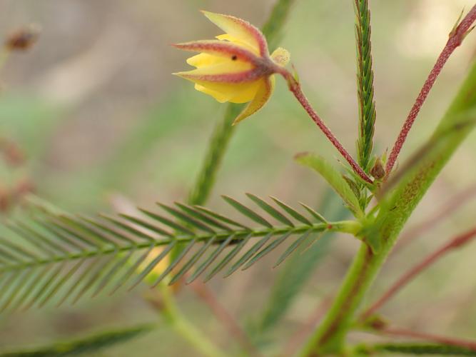含羞草传媒扁豆影视