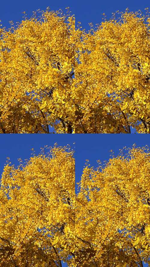 银杏短视频无限观看