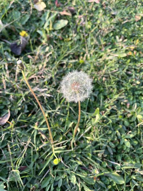 蒲公英研究所视频