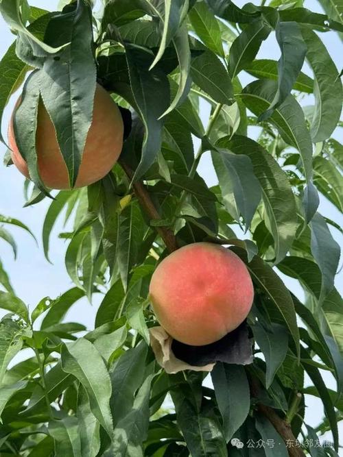 水蜜桃无码国产精品视频