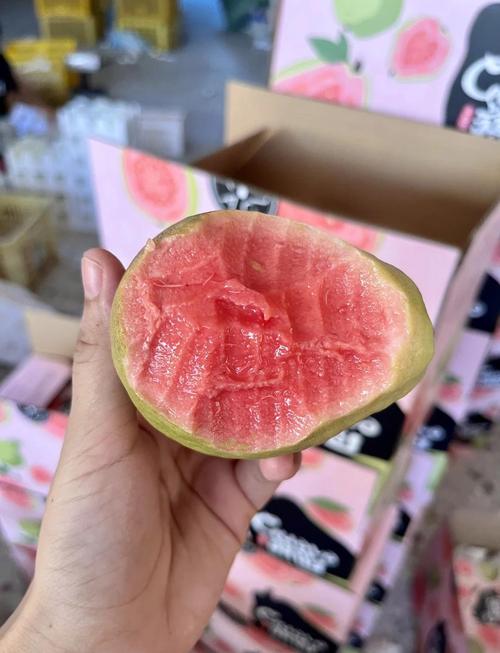 草莓丝瓜樱桃小蝌蚪榴莲芭乐最新版