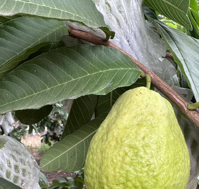 草莓丝瓜樱桃小蝌蚪榴莲芭乐最新版