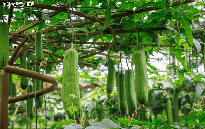 丝瓜视频免费观看大片