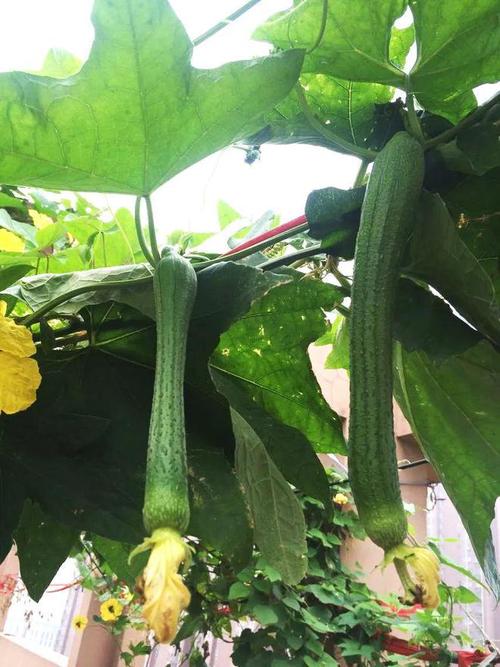 丝瓜视频免费观看大片