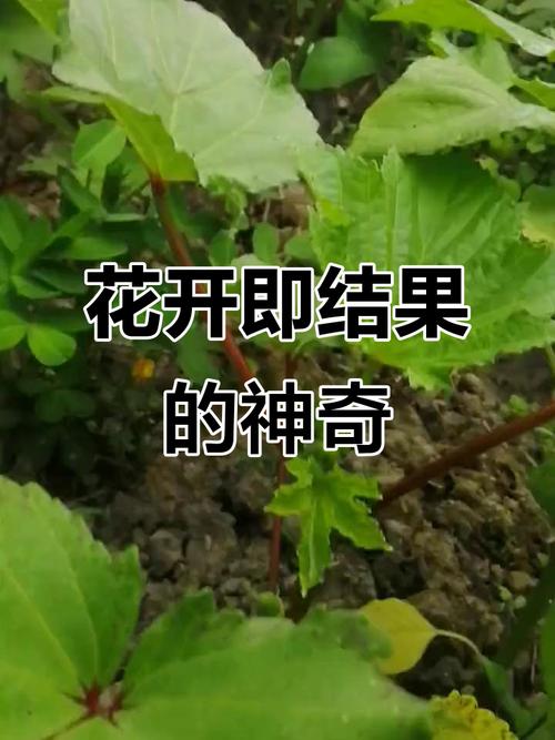 樱桃视频小蝌蚪视频榴莲视频秋葵