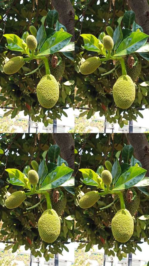 菠萝蜜夜间视频