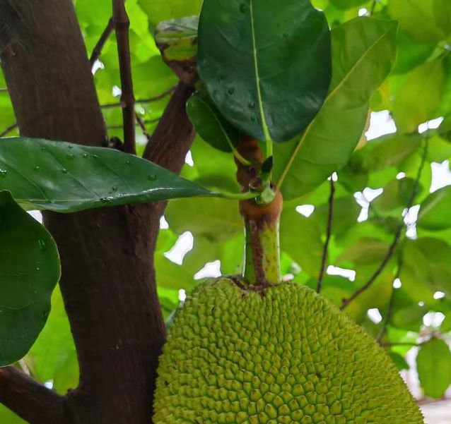 菠萝蜜夜间视频