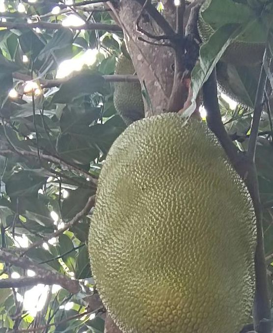 菠萝蜜视频app又大又长