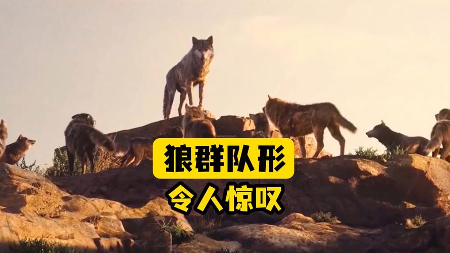 狼群社区免费观看完整版