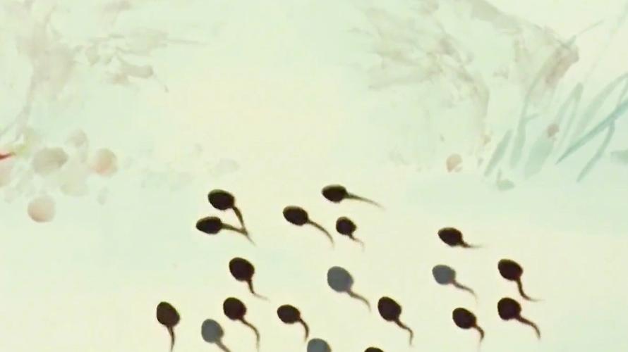 小蝌蚪视频www在线观看免费下载