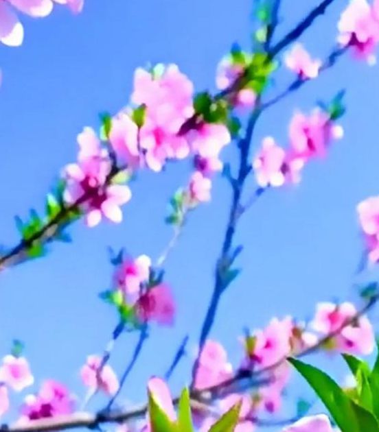 桃花视频免费版高清