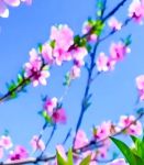 桃花视频免费版高清