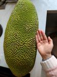 菠萝菠萝蜜在线观看视频