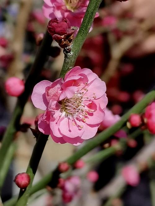 梅花视频不限次数看花钱么