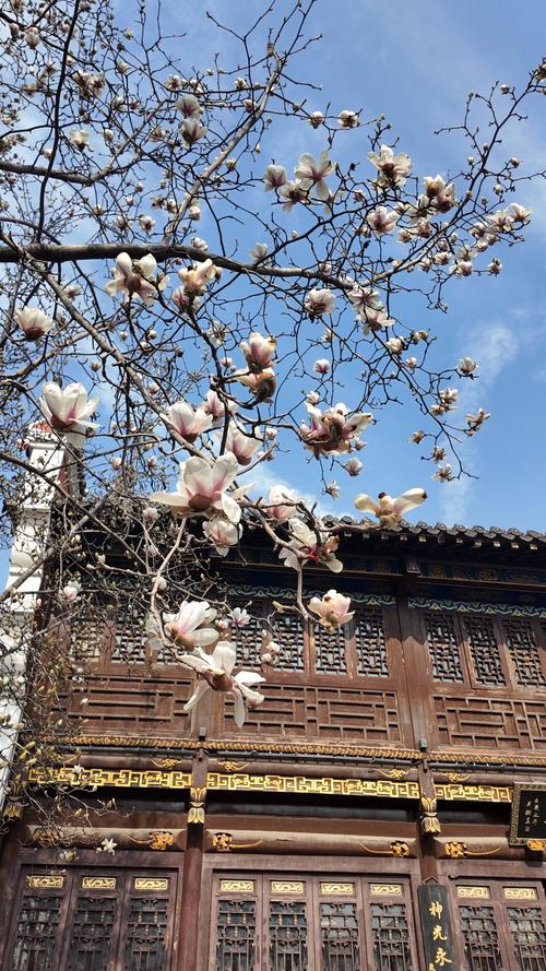 梅花视频不限次数看花钱么