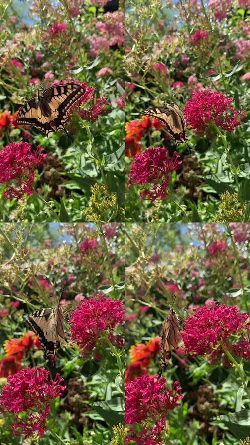 花蝶视频完整版在线观看