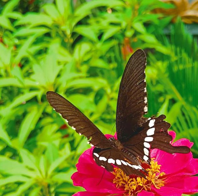 花蝶视频完整版在线观看