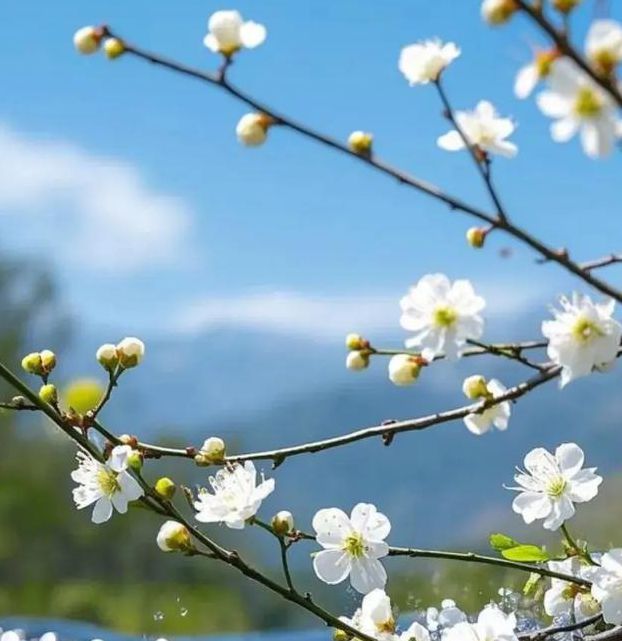 梅花视频不限次数看花钱么