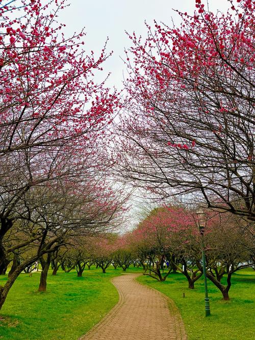 梅花视频不限次数看花钱么