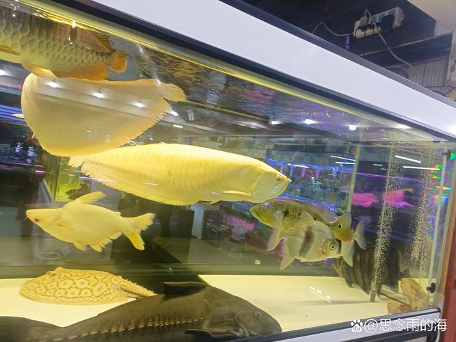 幸福宝芭乐向日葵鸭脖888ios