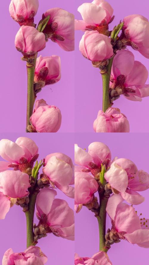 桃花视频1.3.4完整版