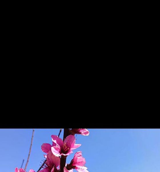 桃花视频1.3.4完整版