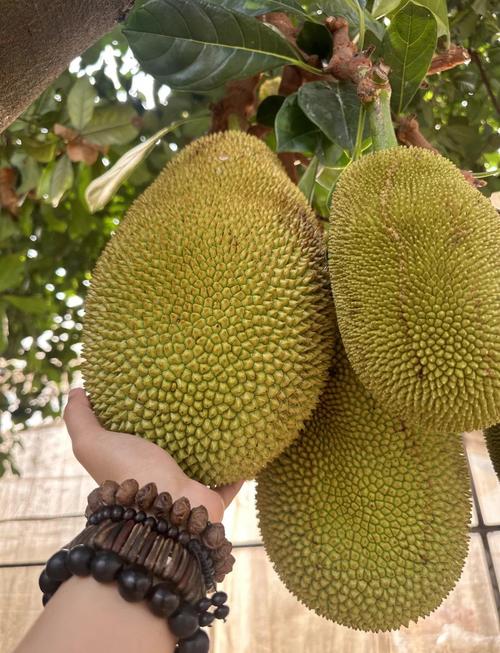 菠萝蜜国际视频