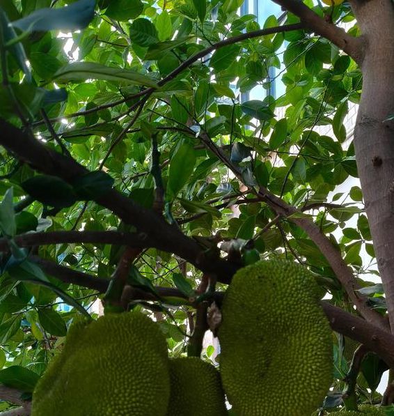 菠萝蜜国际视频