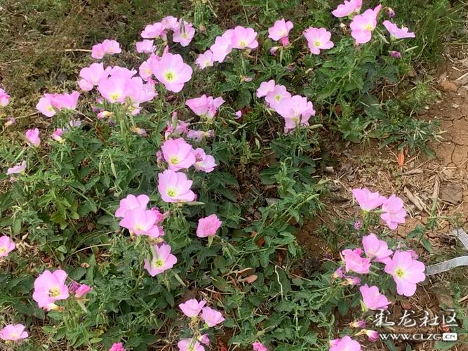 野花社区观看免费观看视频6