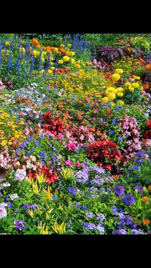 野花社区观看免费观看视频6