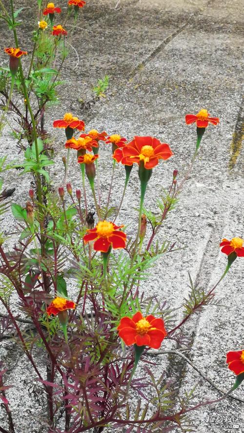 野花社区观看免费观看视频6