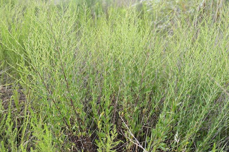 嫩叶草研究一二三线路