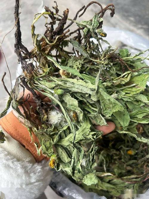 嫩叶草研究一二三线路