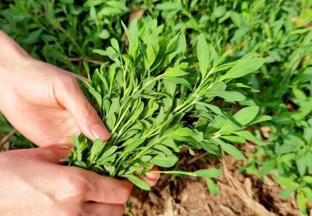 嫩叶草研究一二三线路