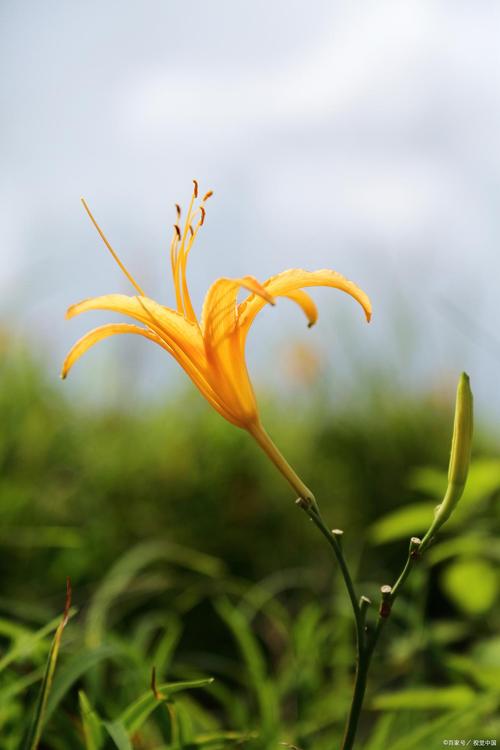 蜜芽忘忧草嫩芽在线